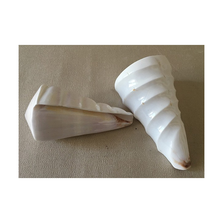 White sculpted Conus Distans 10/11cm lot of 12