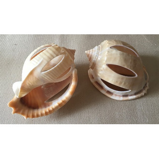 Cassis Phallium Glaucum Cut 8/9cm par 25