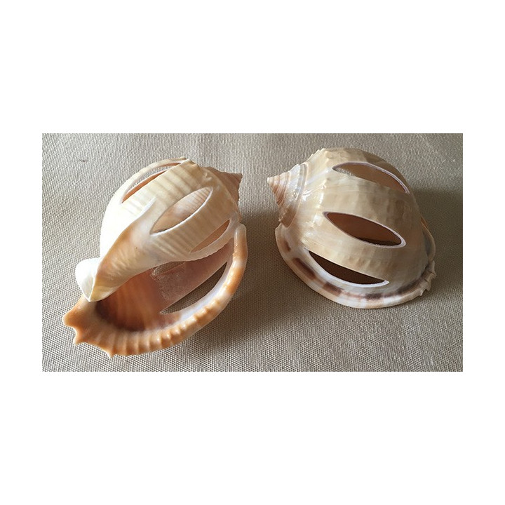 Cassis Phallium Glaucum Cut 8/9cm par 25