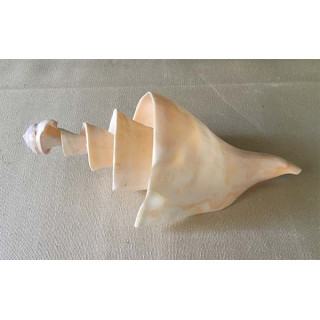 Lambis Truncata Spiral 20/23cm lot of 3