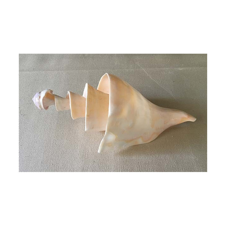 Lambis Truncata Spirale 20/23cm lot de 3