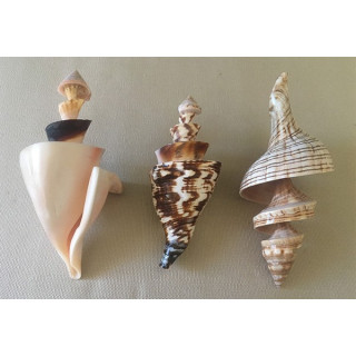 Matching Spiral Cut Shell 9/11cm batch of 6