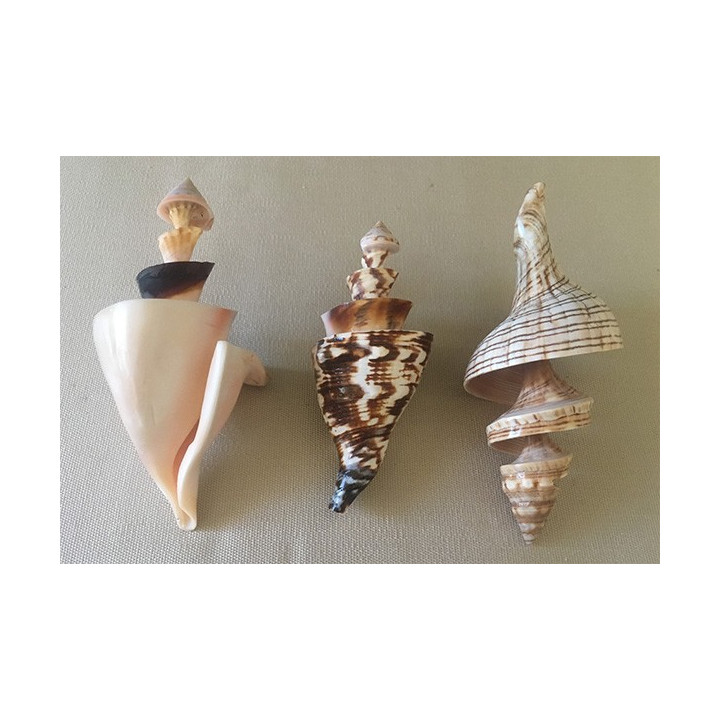 Matching Spiral Cut Shell 9/11cm batch of 6