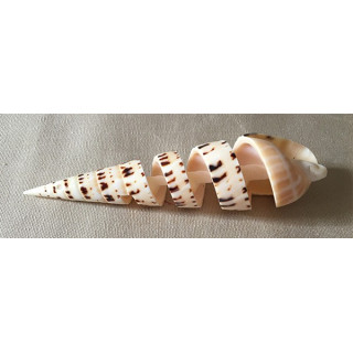 Terebra Maculata Spirale 12/15cm lot de 6