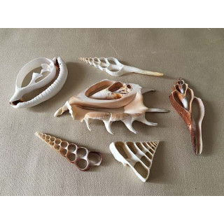 Assorted hearts of Shells 8/12cm (lot of 50)