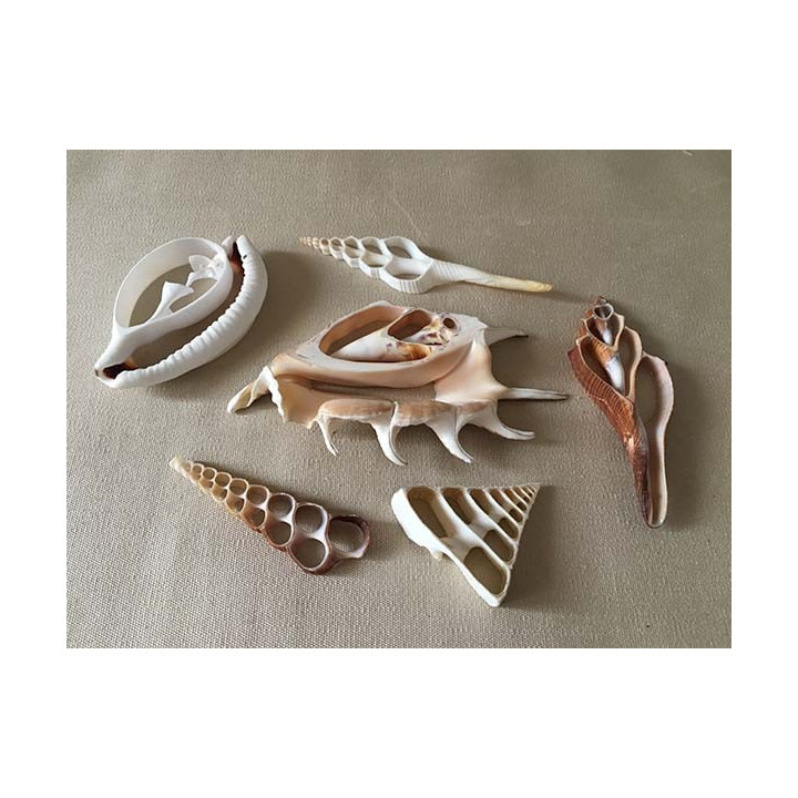 Assorted hearts of Shells 8/12cm (lot of 50)