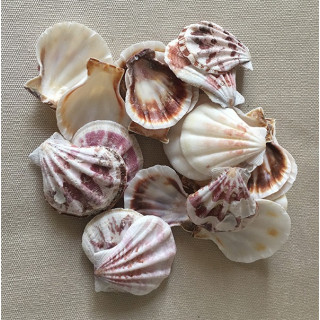 Pecten decato by 2kg