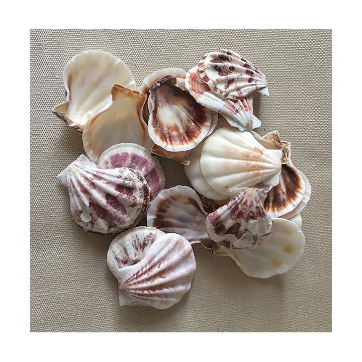 Pecten décato par 2kg