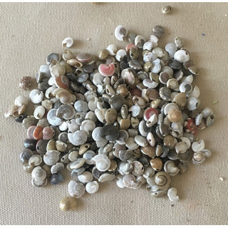 Mini coquilles perforées lot de 500grs par 2