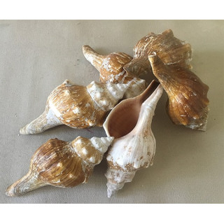 Fasciolaria trapezium 11/14cm lot de 2kg
