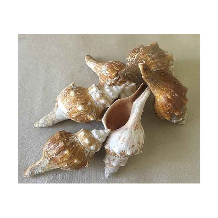 Fasciolaria trapezium 11/14cm lot de 2kg