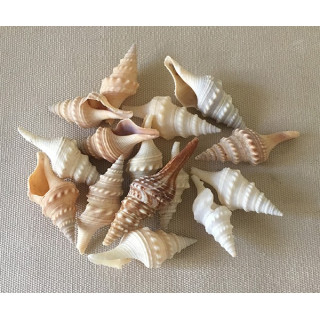 Turris naturel 3.5/5cm lot de 2kg