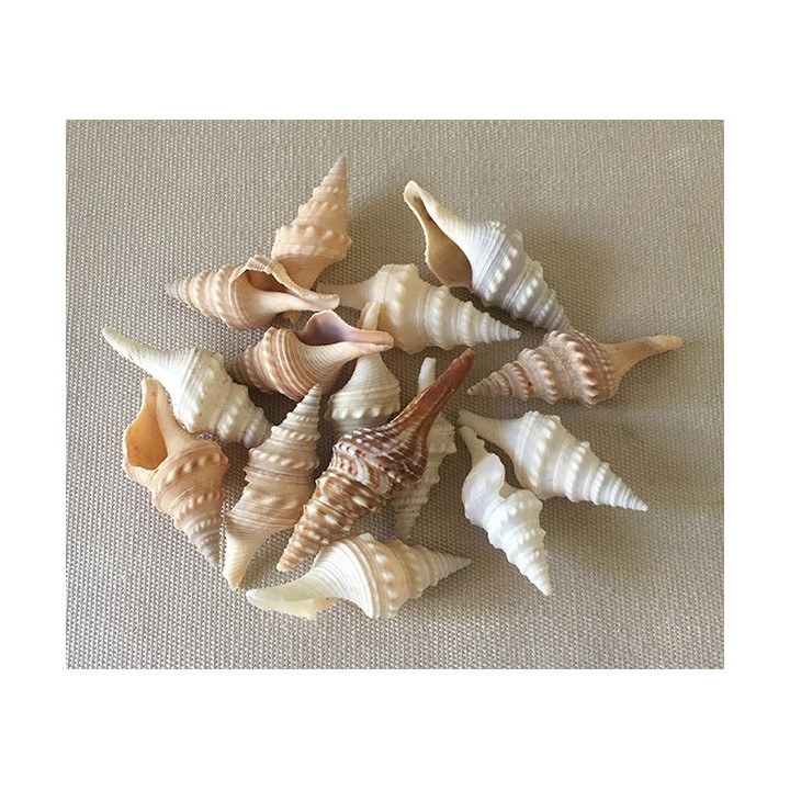 Turris naturel 3.5/5cm lot de 2kg