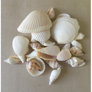 Mix of white seashells by 2kg