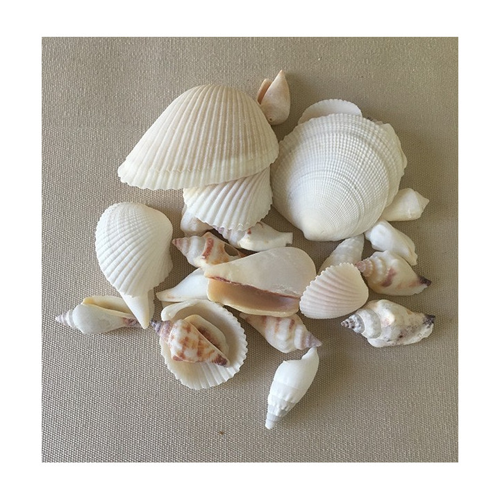 Mix of white seashells by 2kg