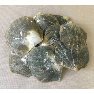 Black Lip 5/8cm lot de 2kg