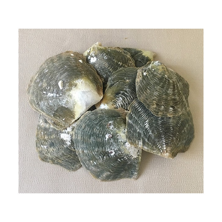 Black Lip 5/8cm by 2kg