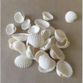 Cardium Blanc 1/3cm lot de 2kg