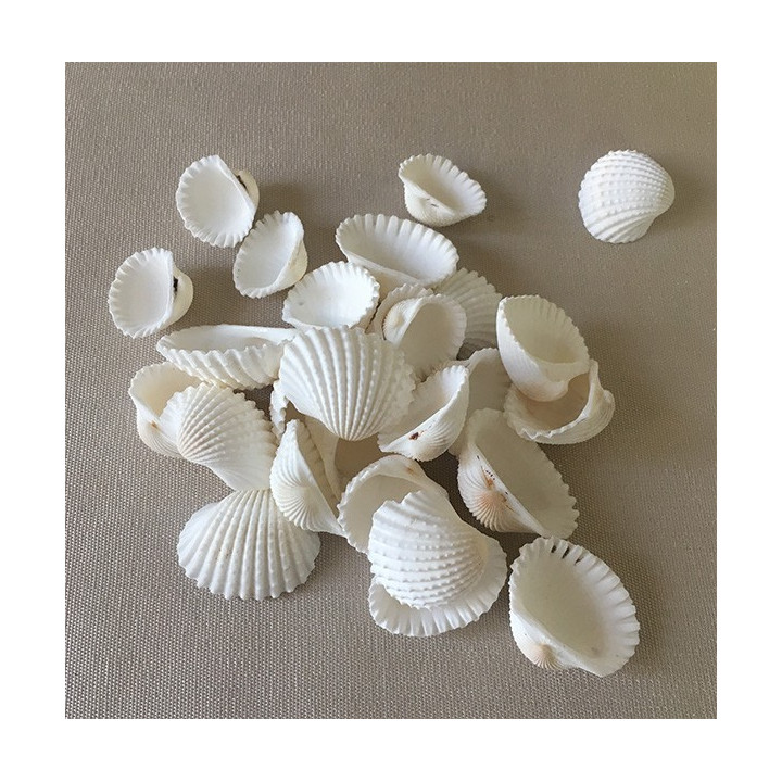 Cardium Blanc 1/3cm lot de 2kg