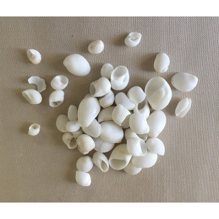 White moonshell 0.5/1cm by 2kg