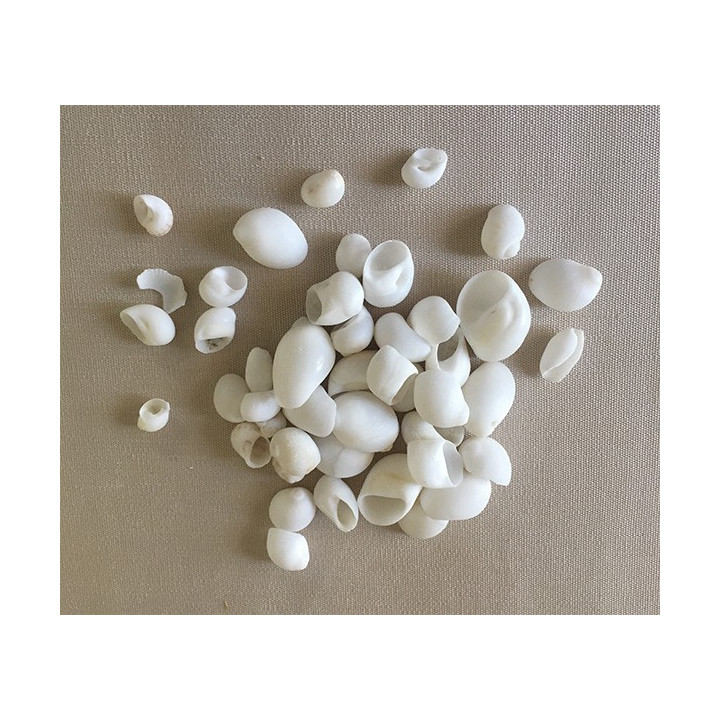 White moonshell 0.5/1cm lot de 2kg