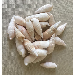 Cerithium vergatus 3/5cm lot de 2kg