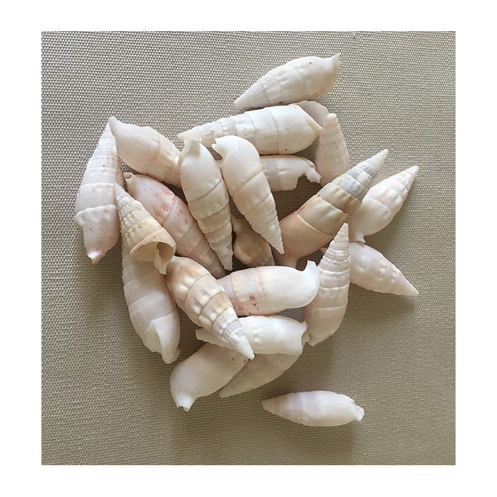 Cerithium vergatus 3/5cm lot de 2kg