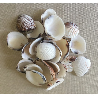 Venus Shell 1/1.5cm lot de 2 kg