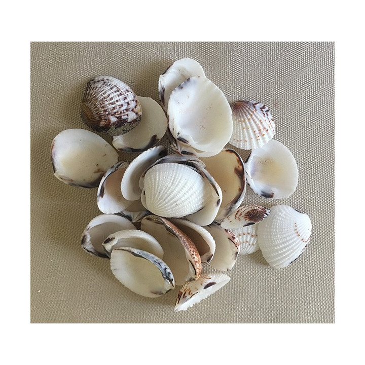 Venus Shell 1/1.5cm by 2kg