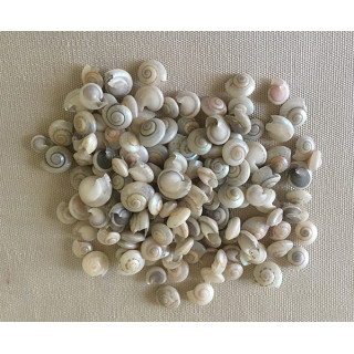 Umbonium Blanc 0.5cm lot de 2kg