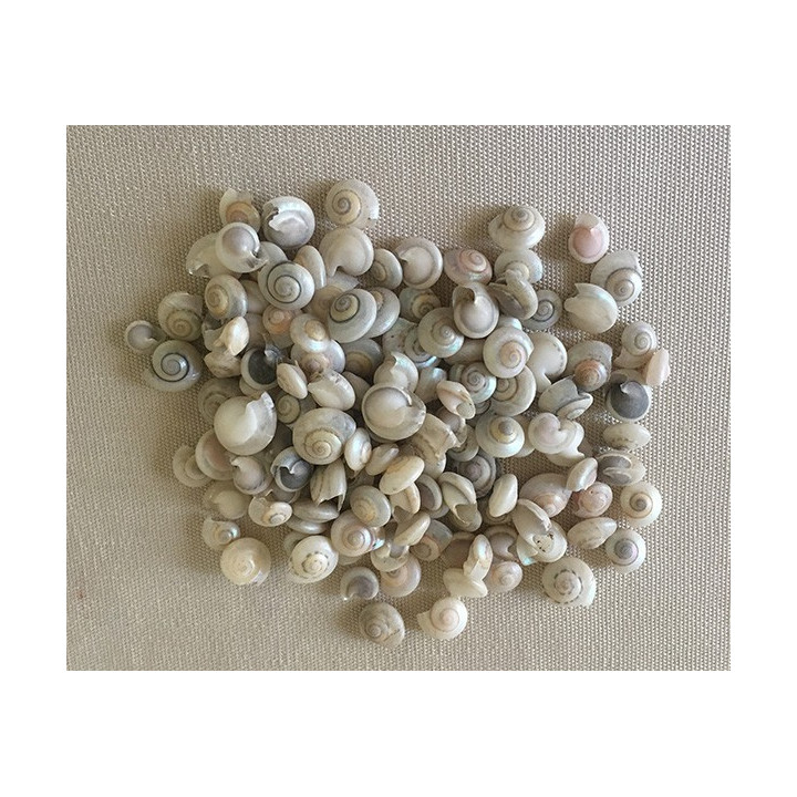 Umbonium White 0.5cm by 2kg