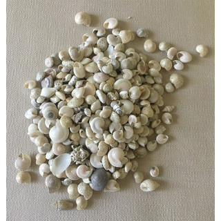 Umbonium Natural 0.5cm by 2kg