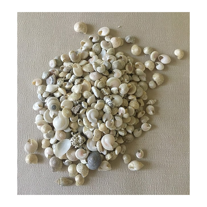 Umbonium Naturel 0.5cm lot de 2kg