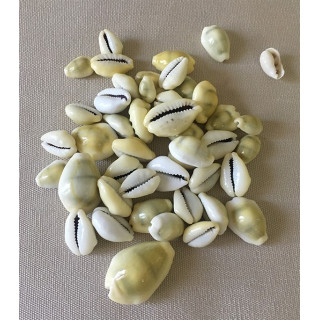 Cypraea Moneta 1.5/2cm by 2kg