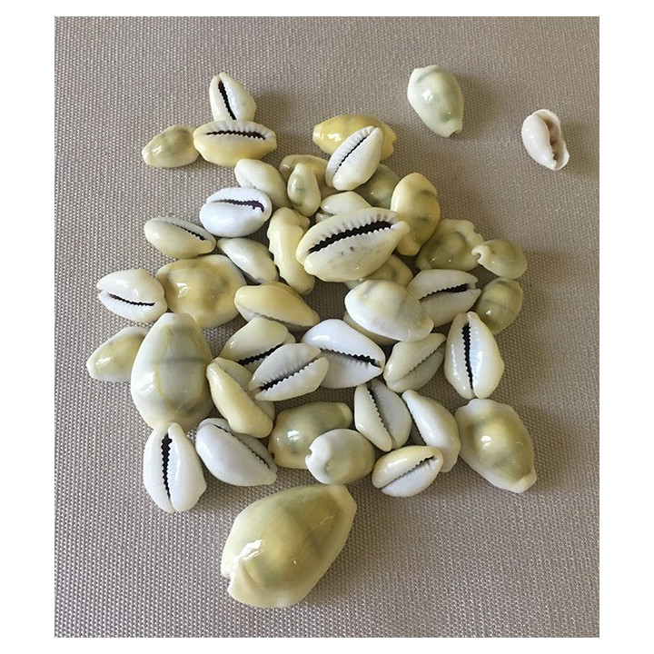 Cypraea Moneta 1.5/2cm lot de 2kg