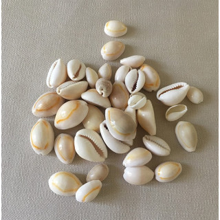 Cypraea Jaune 1.5/2cm lot de 2kg