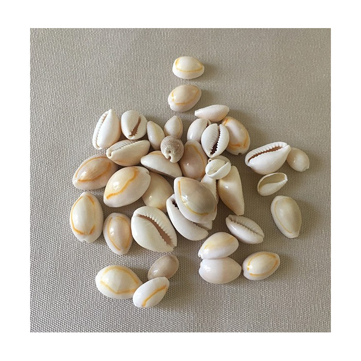 Cypraea Jaune 1.5/2cm lot de 2kg