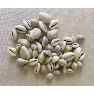 Cypraea Annulus 1.5/2cm by 2kg