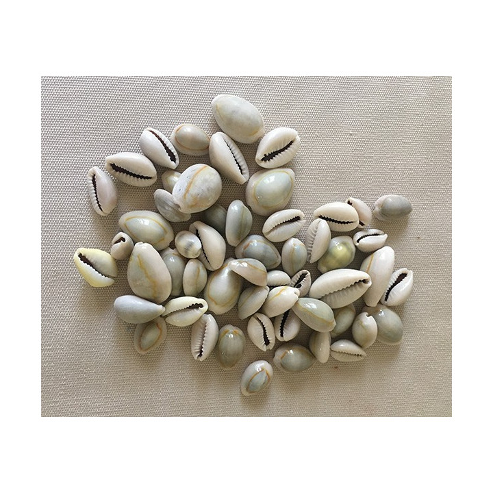 Cypraea Annulus 1.5/2cm lot de 2kg