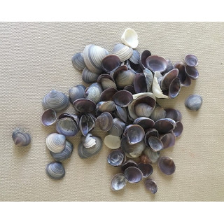 Purple Cay Cay 0.5cm by 2kg