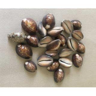 Cypraea caputserpensis 1.5/2.5cm lot de 500gr