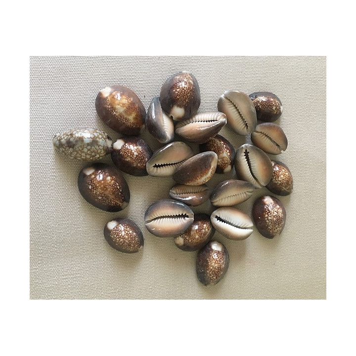 Cypraea caputserpensis 1.5/2.5cm lot de 500gr