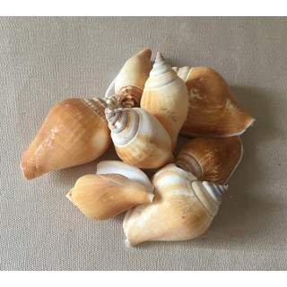 Strombus Canarium 5/7cm lot de 2kg