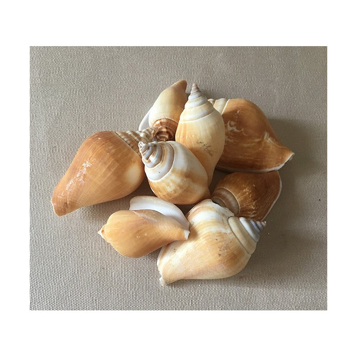 Strombus Canarium 5/7cm by 2kg