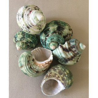 Turbo naturel 5/7cm lot de 2kg