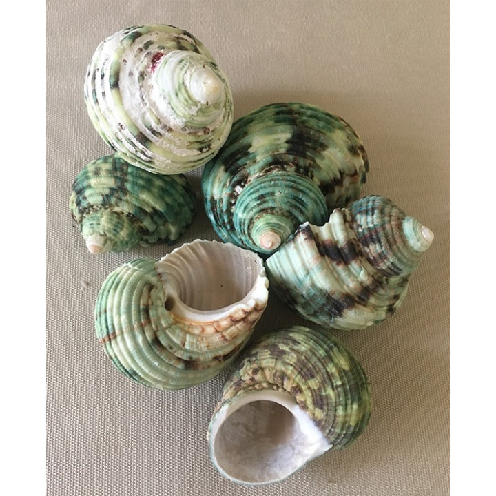 Natural Turbo 5/7cm by 2kg