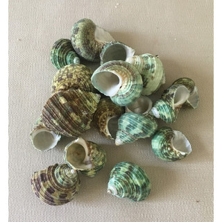 Natural Turbo 2/3cm by 2kg