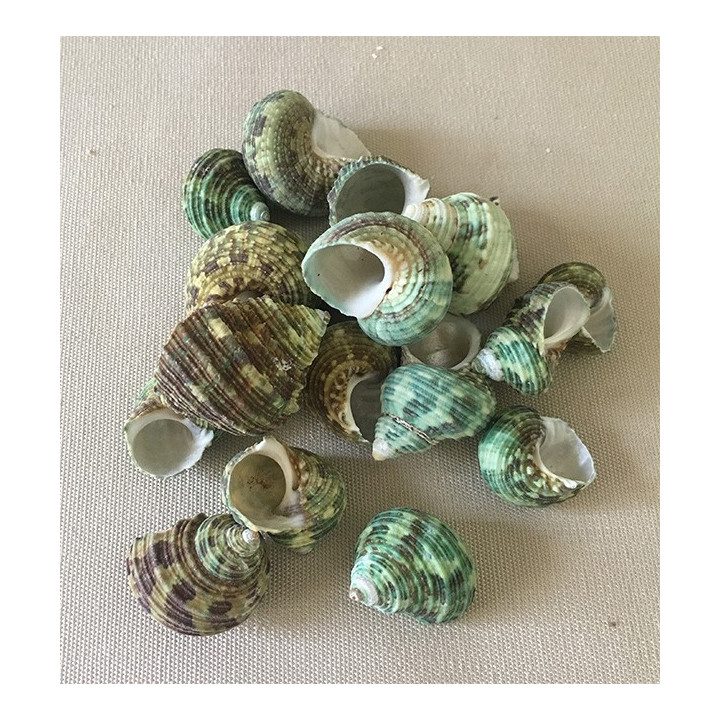 Turbo Naturel 2/3cm lot de 2kg