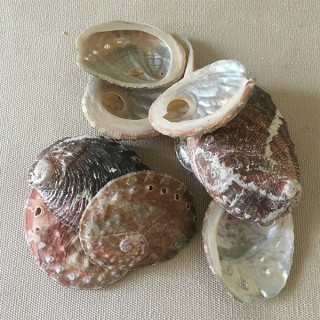 Natural abalone Ovina 3/5cm by 2kg