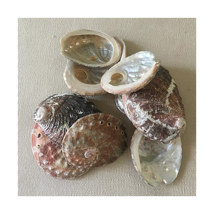 Natural abalone Ovina 3/5cm by 2kg